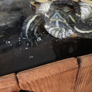 ミシシッピアカミミガメの里親募集中です！