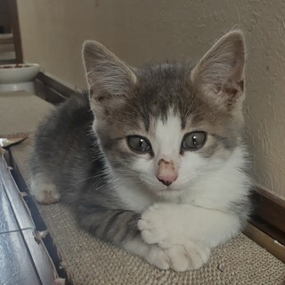 おっとり、甘えん坊、遊び好きな洋猫MIXくん♂