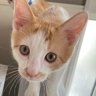 茶白虎柄の男の子(兄弟あり)