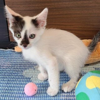 人慣れ完璧ぴよちゃん