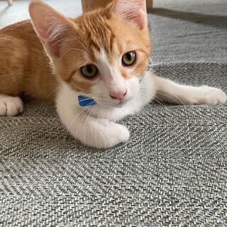 茶白虎柄の男の子(兄弟あり)