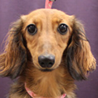 ミニチュアダックスフンドの女の子です