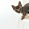 人懐っこい子猫(生後2ヶ月)