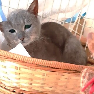 全身グレーのチコちゃん