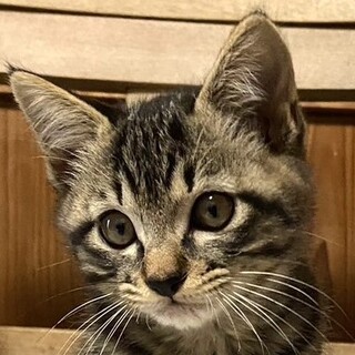 キジトラおちび☆よんごーくん