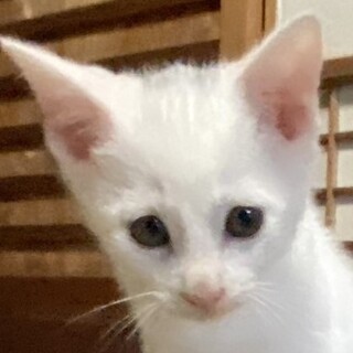 真っ白なさんごーくん