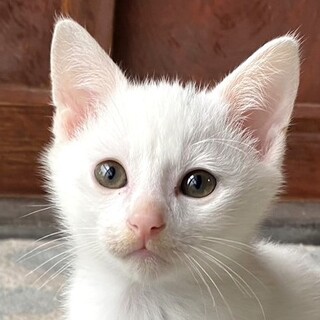 真っ白のにごーくん