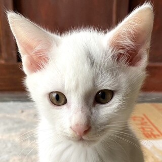 白猫いちごーくん