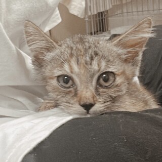 天使降臨！甘えん坊で可愛すぎるころもちゃん♡