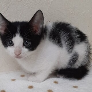 ちょっと変わった黒白柄甘えん坊姫約1ヶ月