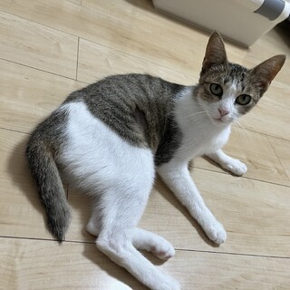 ひまりちゃん　美人さんです。