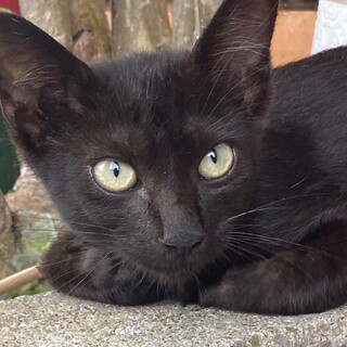 人懐っこい4ヶ月の男の子です。