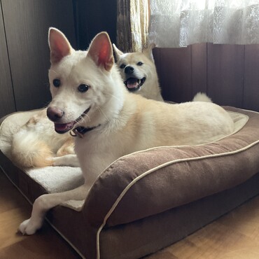 手前に大きく写っているのがあまみです。