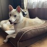 手前に大きく写っているのがあまみです。