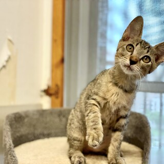 人馴れ修行済★きじぼん★ぼんぼん気質？