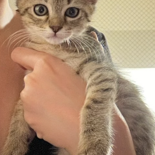 生まれつきモデルさん！パイちゃん