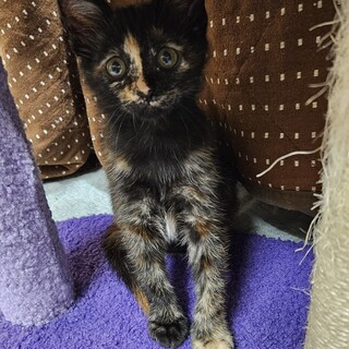 人なれバッチリ！サビ柄の美猫ちゃん♀