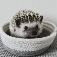 ひまわり