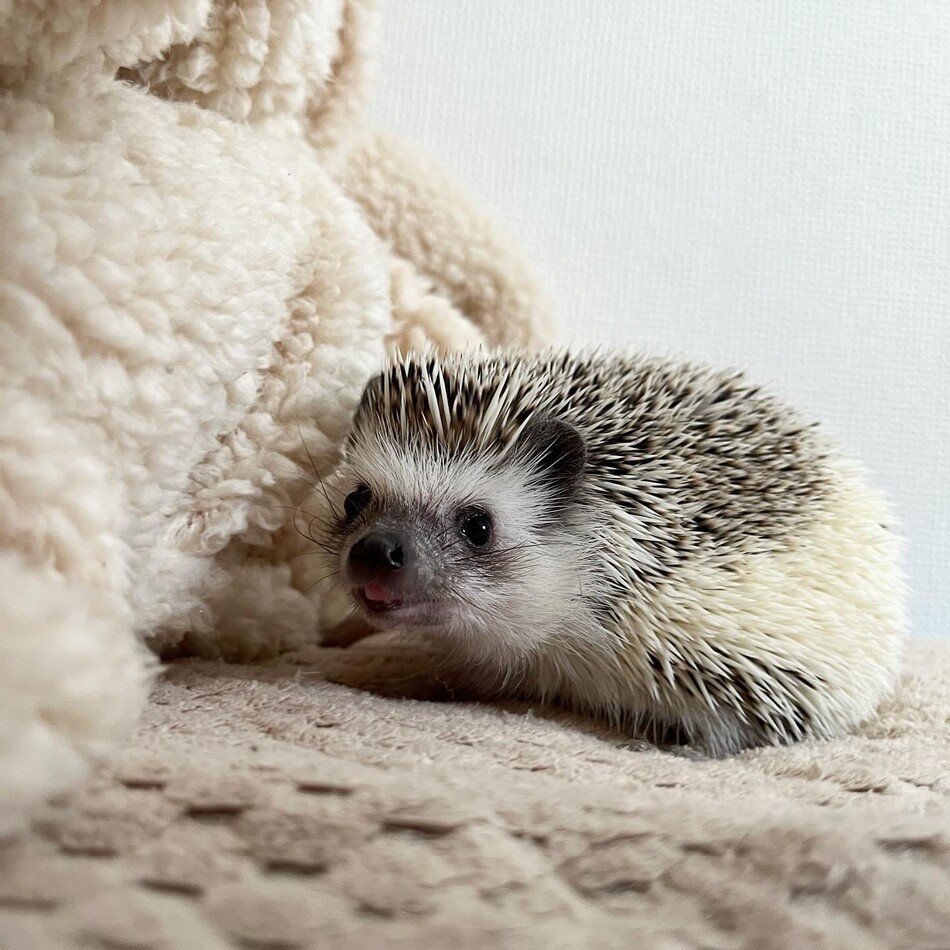 ひまわりのカバー写真