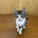 避妊手術済み　人が大好きです
