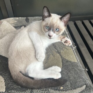 元気で走りまくってる！シャム系猫