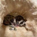 【新規不可】フクロモモンガ　オス　双子　ノーマル