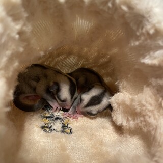 【新規不可】フクロモモンガ　オス　双子　ノーマル