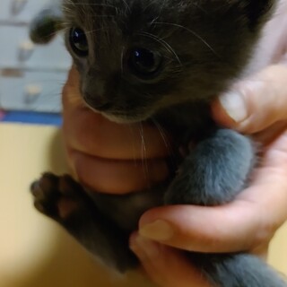 グレーの女の子です。