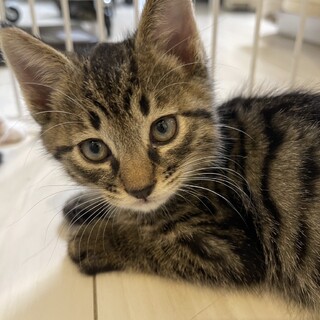 3ヶ月ほどのキジトラのオス子猫
