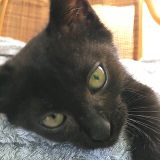 推定4月生まれ黒猫の女の子♀