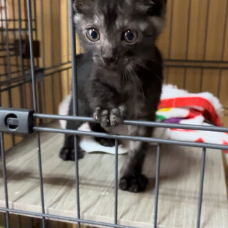 ブラックスモークくん