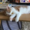 テーブルでくつろぎ