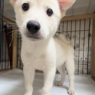 シーのずっとのおうちを探しています。