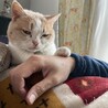 目つき悪い