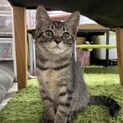 4ヶ月ほどのキジトラのメス子猫