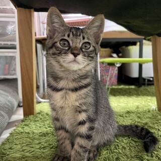 4ヶ月ほどのキジトラのメス子猫