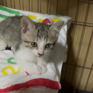 大人しい女の子