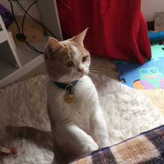 人懐こい足長マンチカン