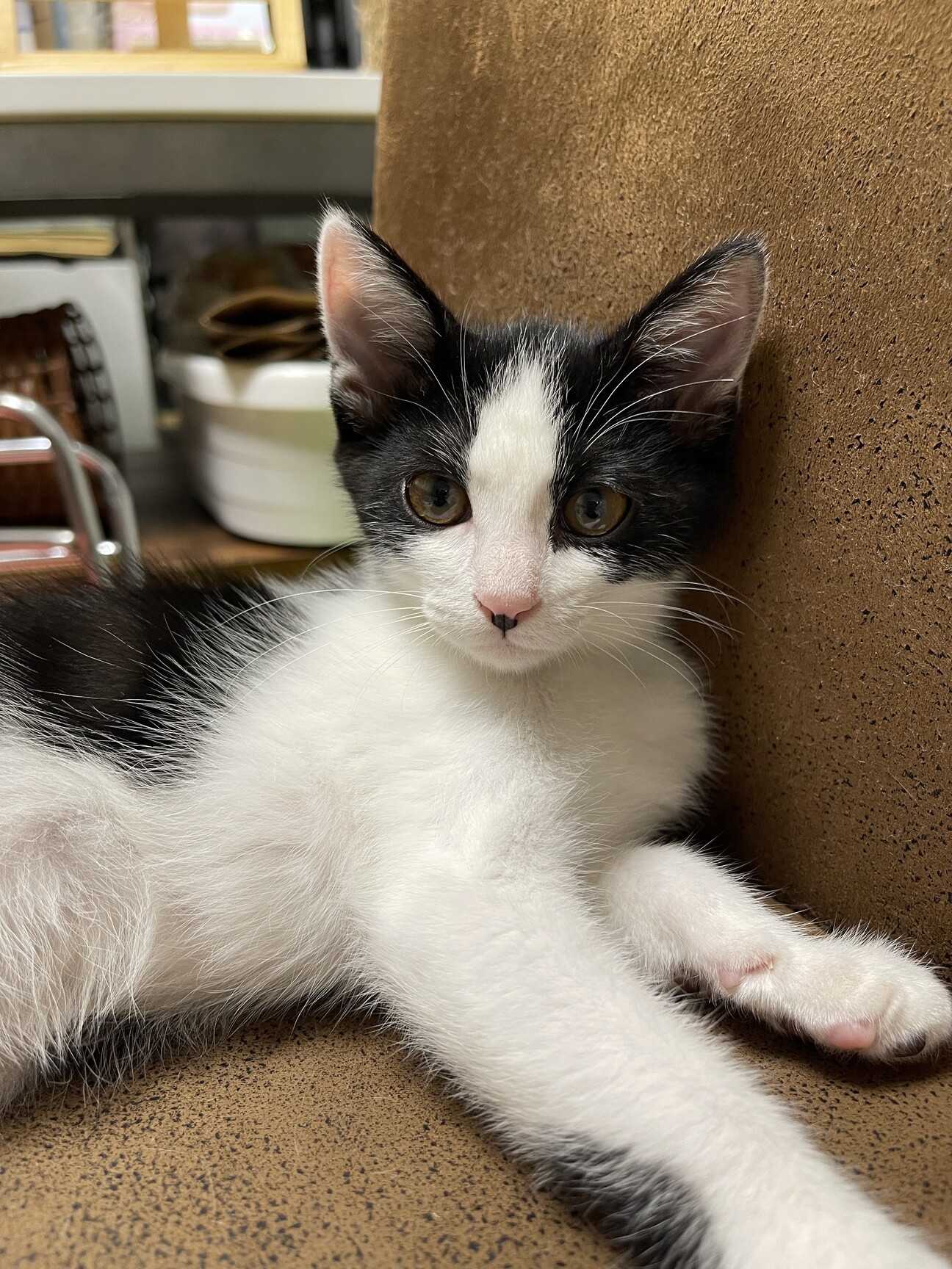 3ヶ月ほどのキジトラのオス子猫」青森県 - 猫の里親募集(494644