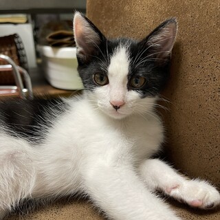 3ヶ月ほどのキジトラのオス子猫