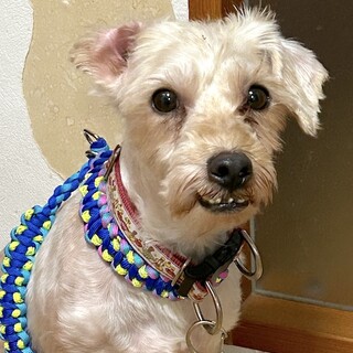 散歩大好き、元気なシニアボーイぴーすけ