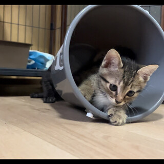おっとり甘えんぼくん