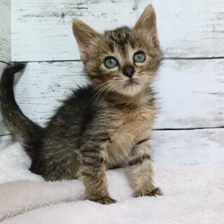 推定2024年6月生 キジ♀ レモンサワーちゃん