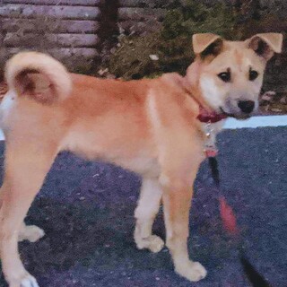 ♢里親募集♢3歳の男の子♂レオくん