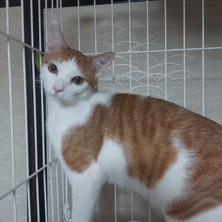 猫の休憩所☆ラスク