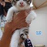 ７/21石巻で里親探し会！豆っ子３兄妹「コマメ」♀ サムネイル6