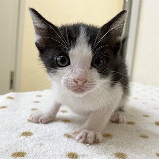 緊急募集つぶらな瞳に胸キュン君！約2ヶ月