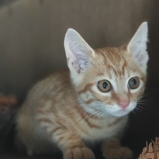 茶トラ、キジトラ仲良し兄弟