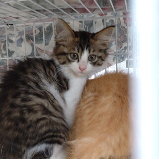 子猫の里親募集!