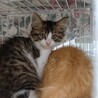 子猫の里親募集! サムネイル2